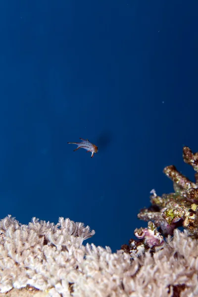 Pyskoun Lyretail v Rudém moři. — Stock fotografie