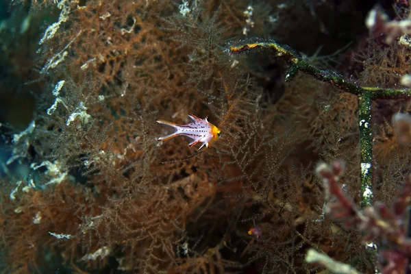 Lyretail hogfish στην Ερυθρά θάλασσα. — Φωτογραφία Αρχείου