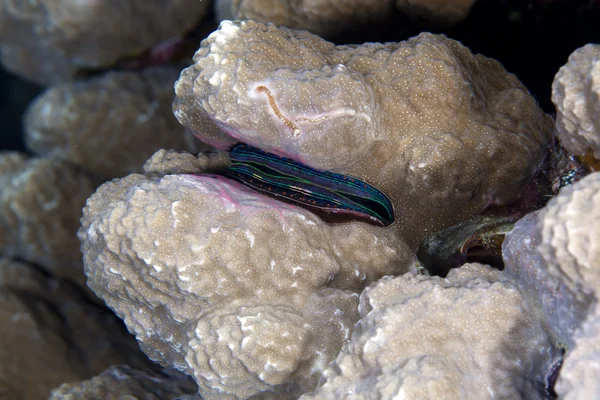 Kızıl deniz mercan tarak (pedum spondyloideum). — Stok fotoğraf