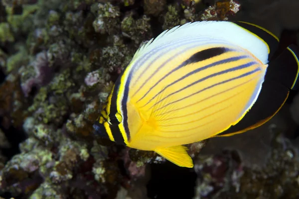 Excuisite butterflyfish (Chaetodon austriacus) in the Red Sea. — Stock Photo, Image