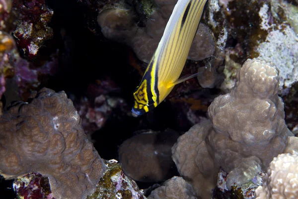 Превосходная рыба-бабочка (свете austriacus) в Красном море. — стоковое фото