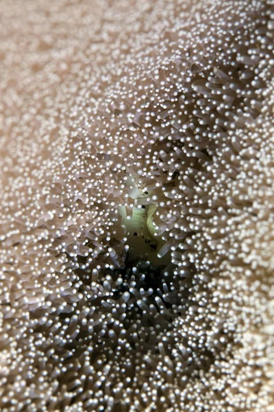 Kızıldeniz, yapışkan bir anemone ağzı. — Stok fotoğraf
