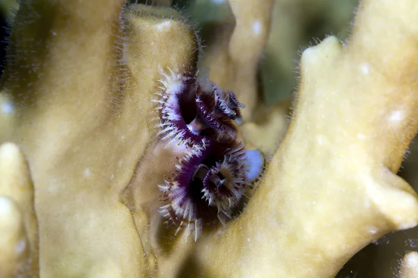 Різдвяна ялинка черв'як (spirobranchus giganteus) в Червоному морі. — стокове фото
