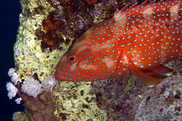 Kızıl Deniz 'deki mercan sırt.. — Stok fotoğraf