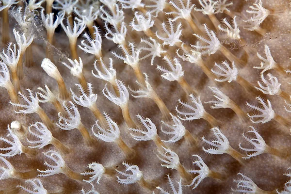 Szczegóły skór śluzowaty, Koral, w Morzu Czerwonym. — Zdjęcie stockowe