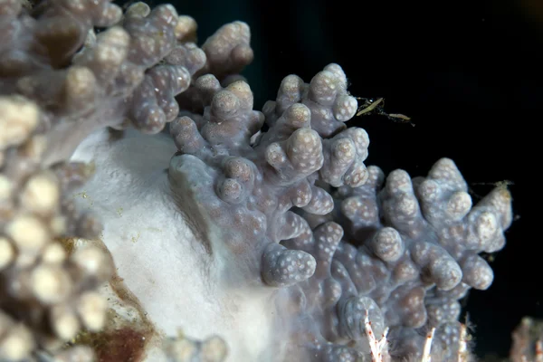 Detail prsty krátké kožené korály. — Stock fotografie