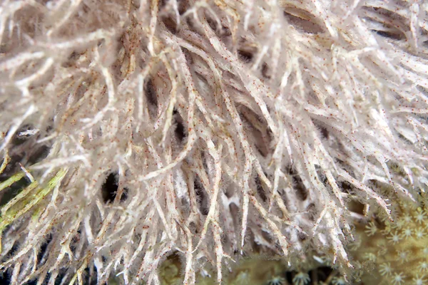 Szczegóły chironephthya variabilis w Morzu Czerwonym. — Zdjęcie stockowe