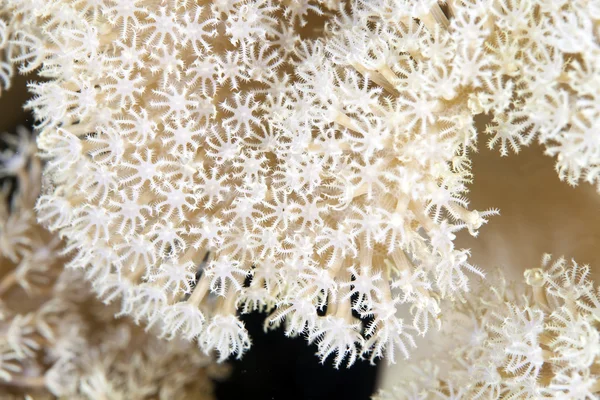 Monding van een zelfklevende anemone in de rode zee. — Stockfoto