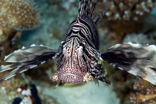 Lionfish στην Ερυθρά Θάλασσα. — Φωτογραφία Αρχείου