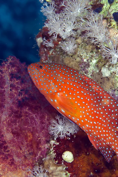 Korallenhintern im Roten Meer. — Stockfoto