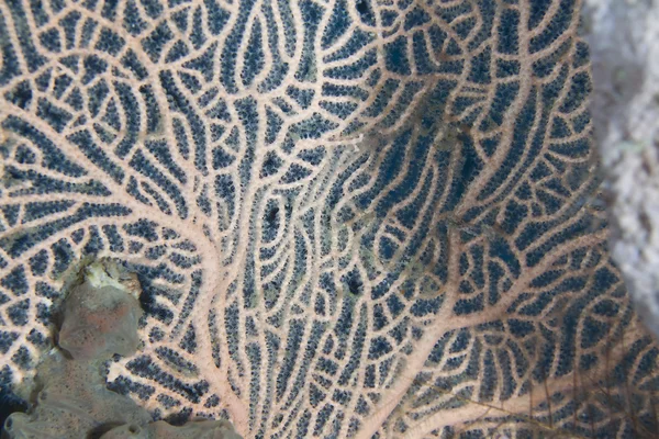 Detalhe de um fã do mar no Mar Vermelho . — Fotografia de Stock