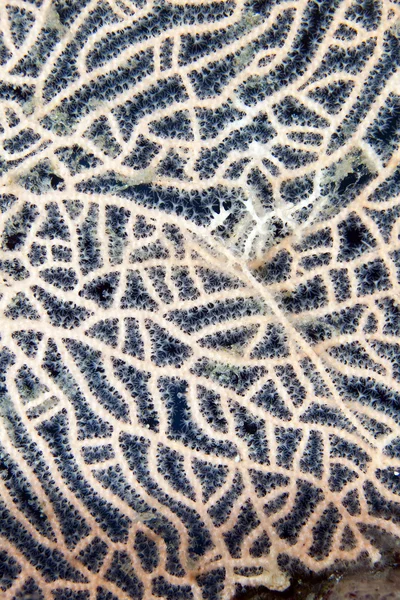 Detail of a sea fan in the Red Sea. — Stock Photo, Image