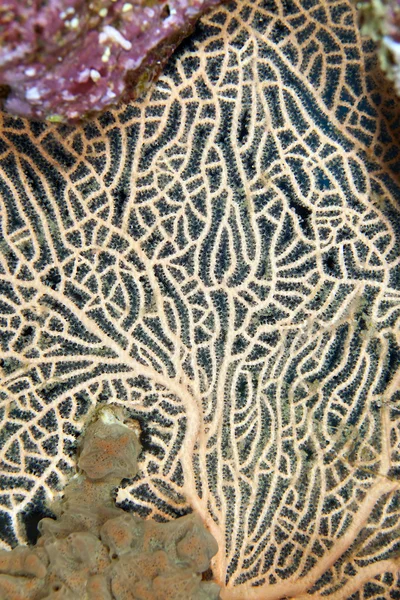 Detalhe de um fã do mar no Mar Vermelho . — Fotografia de Stock