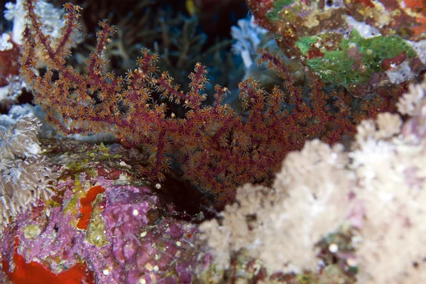 Red Sea siphonogorgia. — Stok fotoğraf