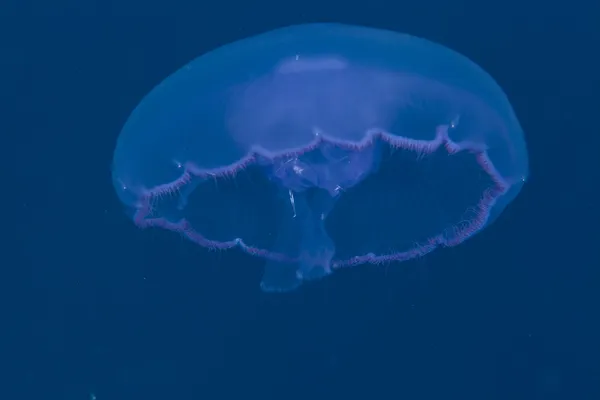 Moon jellyfish in the Red Sea. — Stock Photo, Image
