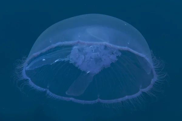 Kızıl Deniz Moon denizanası. — Stok fotoğraf