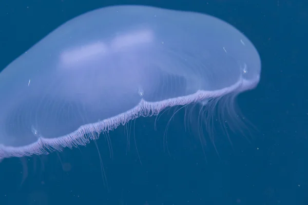 Moon jellyfish in the Red Sea. — Stock Photo, Image