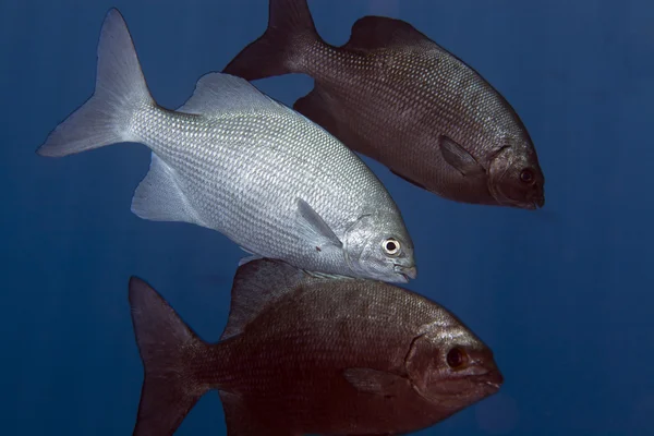 Pesce timone albacora nel Mar Rosso — Foto Stock