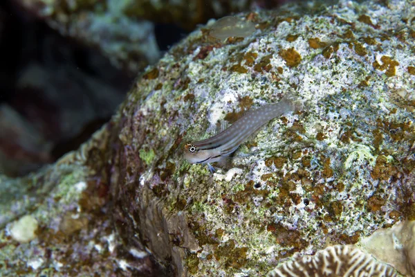 Dentex blenny in the Red Sea — Stock Photo, Image