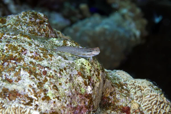 Dentex blenny in the Red Sea — Stock Photo, Image