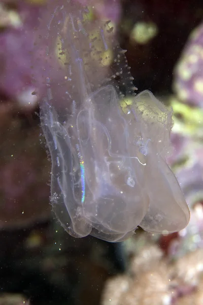 红海中的水母 — 图库照片