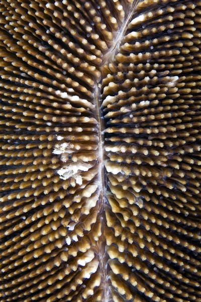 Corail aux champignons dans la mer Rouge — Photo