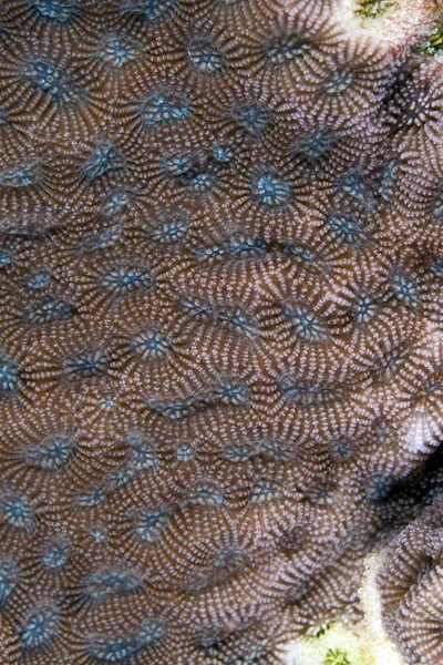 Detail der Korallen im Roten Meer. — Stockfoto