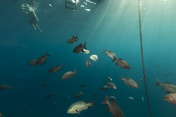 Fish under a floating pier in the Red Sea. — Stock Photo, Image
