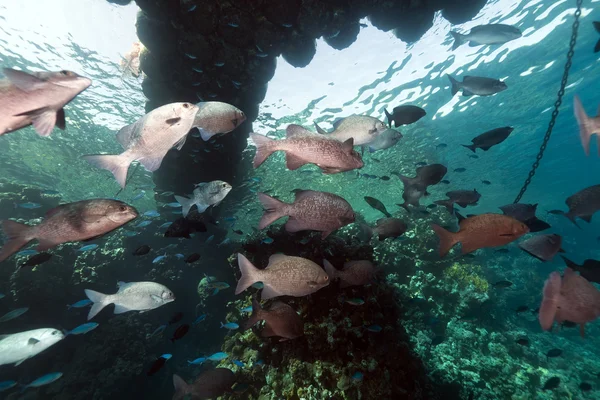 Peces bajo un muelle flotante en el Mar Rojo . — Foto de Stock