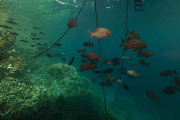 Рыба под плавающим причалом в Красном море . — стоковое фото
