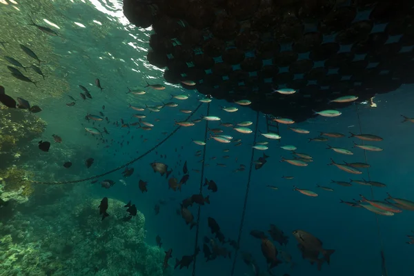 Риба під Пірс плаваючий в Червоному морі. — стокове фото