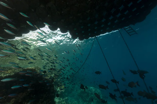 紅海の浮桟橋の下で魚します。. — ストック写真