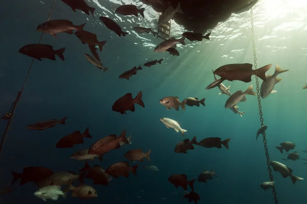 Fische unter einem schwimmenden Pier im Roten Meer. — Stockfoto
