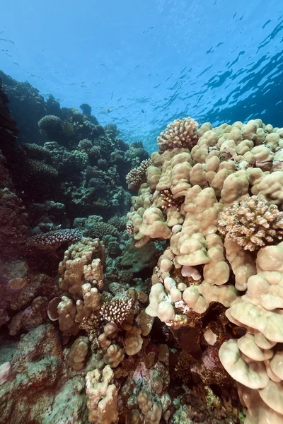 紅海の熱帯サンゴ礁. — ストック写真