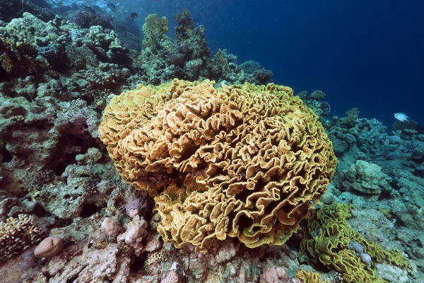 叶珊瑚在红海. — 图库照片