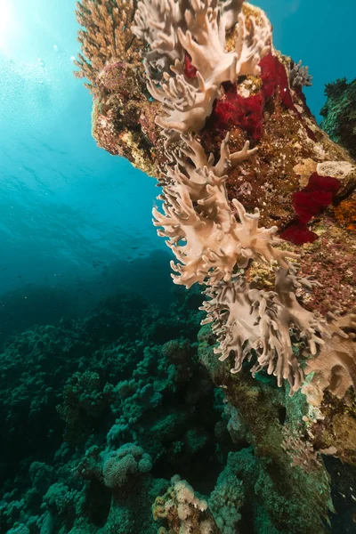 Тропический риф в Красном море . — стоковое фото