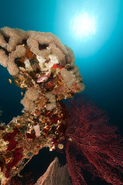 แนวปะการังเขตร้อนในทะเลแดง . — ภาพถ่ายสต็อก
