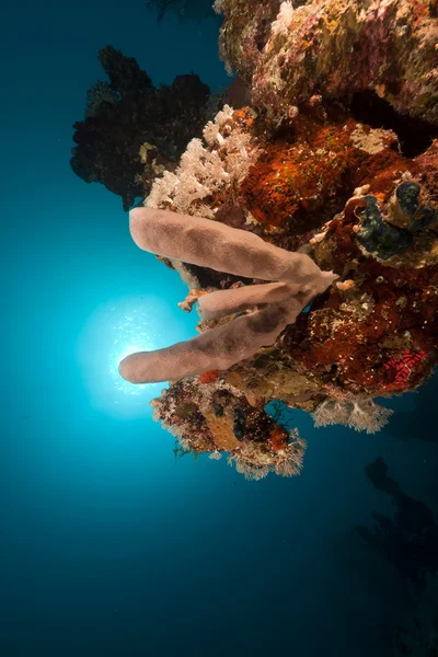 紅海の熱帯サンゴ礁. — ストック写真