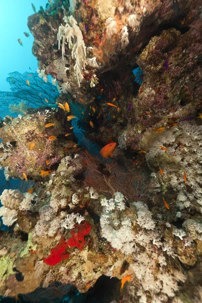 홍 해의 열 대 산호초. — 스톡 사진