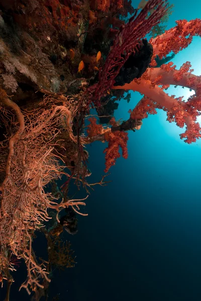 홍 해의 열 대 산호초. — 스톡 사진