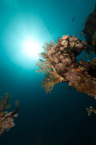 Rafa tropikalna w Morzu Czerwonym. — Zdjęcie stockowe