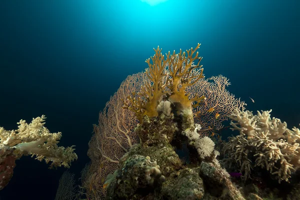 La barriera corallina tropicale nel Mar Rosso. — Foto Stock