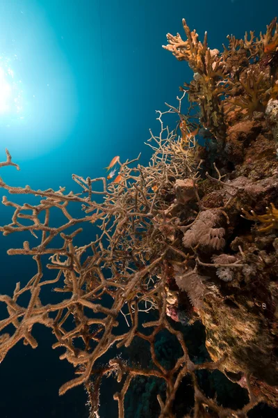 Coral córneo no Mar Vermelho . — Fotografia de Stock