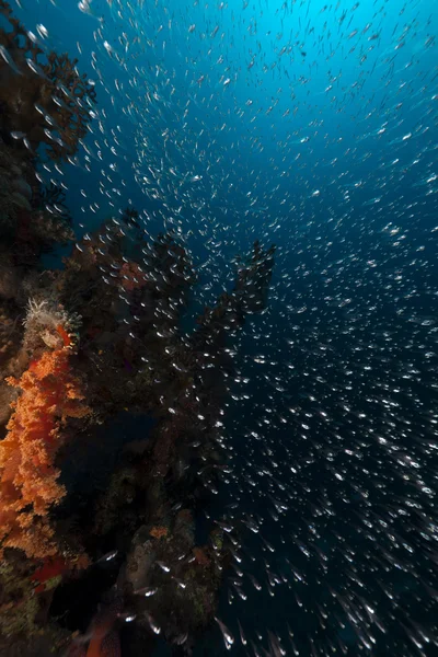 Glasfische und tropisches Riff im Roten Meer. — Stockfoto