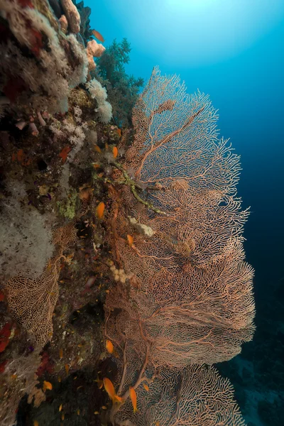Sea fan and Anthias in the Red Sea. — Stock Photo, Image