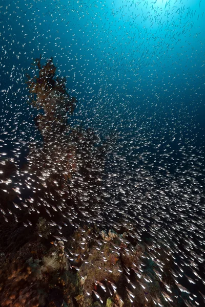 Glassfish και τροπικό ύφαλο στην Ερυθρά θάλασσα. — Φωτογραφία Αρχείου