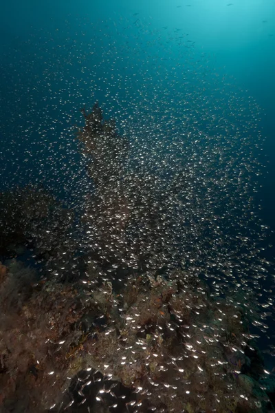 Glassfish και τροπικό ύφαλο στην Ερυθρά θάλασσα. — Φωτογραφία Αρχείου