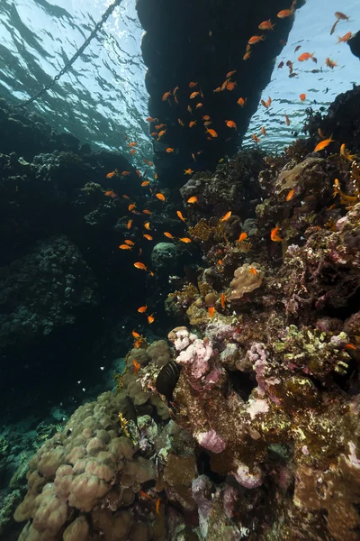 Tropické útesy pod molo. — Stock fotografie