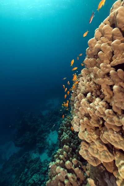 Dome coral in the Red Sea. — Stock Photo, Image