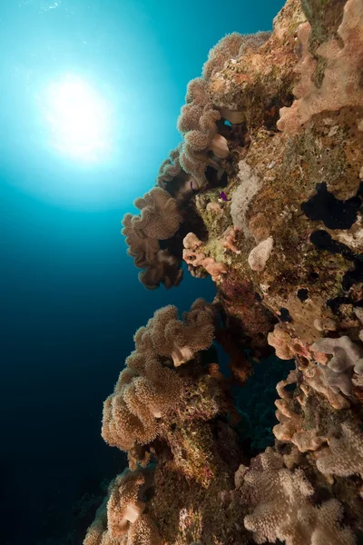 Cuir visqueux corail dans la mer Rouge . — Photo